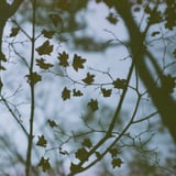 🍂