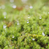 苔と水玉