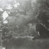 夕暮れ、黒猫