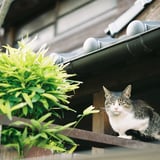 和な感じ