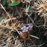 リンドウと花虻