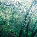 芽吹きと水滴