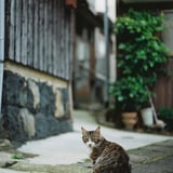 路地の猫