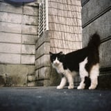 オートハーフでネコ