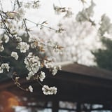 里山の桜