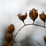 枯れ草