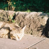 春眠