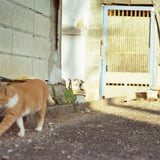元日のネコ