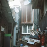 路地の猫
