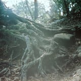登山道の木の根