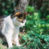 何かいる？