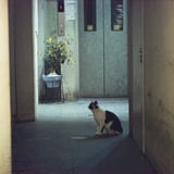 夜のネコ