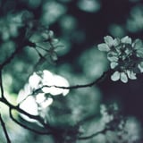夜桜