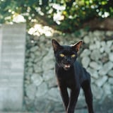 漁村の黒猫
