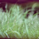 湿原のヌマトラノオ
