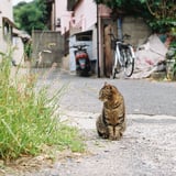 シャイな子