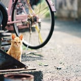 漁港のネコ