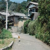 猫の島で