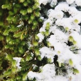 コケと雪