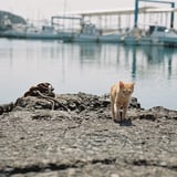 猫の島で