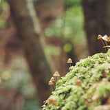 キノコ目線