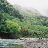 春の緑