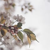去年の桜