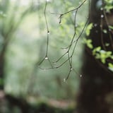 雨の森