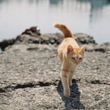 海辺のネコ