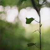 キャンプの朝