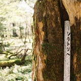 シラトリヘ