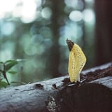 ウスキキヌガサタケ