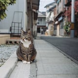 ちくわちゃん