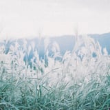 悔いのない青春