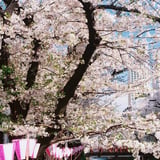 目黒川沿い