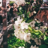 葉桜満開