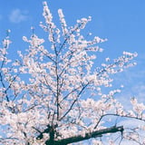 春色満開