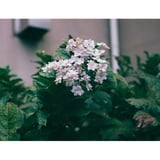 10月に咲いた紫陽花