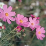 秋桜