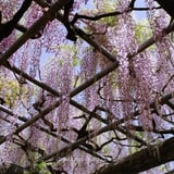 春爛漫の藤