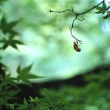 脱け殻