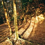 早朝の影