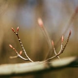新芽