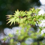 もみじ