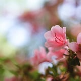 ツツジ