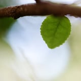 葉