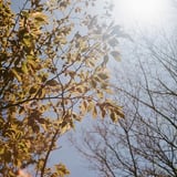葉桜