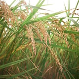 稲穂