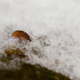 どんぐり