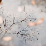 水たまり